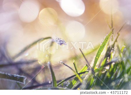 Frozen grass 43711172