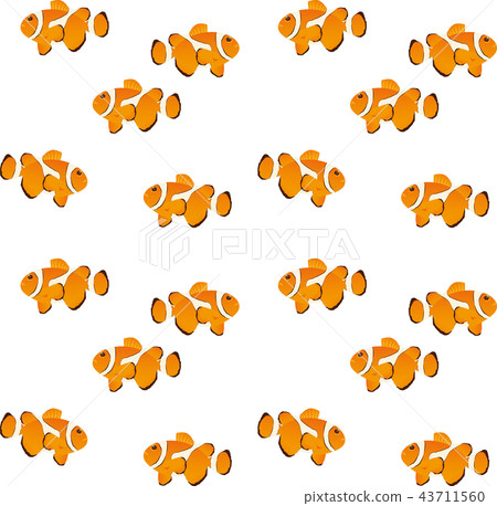 Clown anemonefish Clown anemonefish 43711560