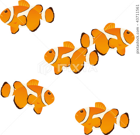 小丑anemonefish 小丑anemonefish 43711561