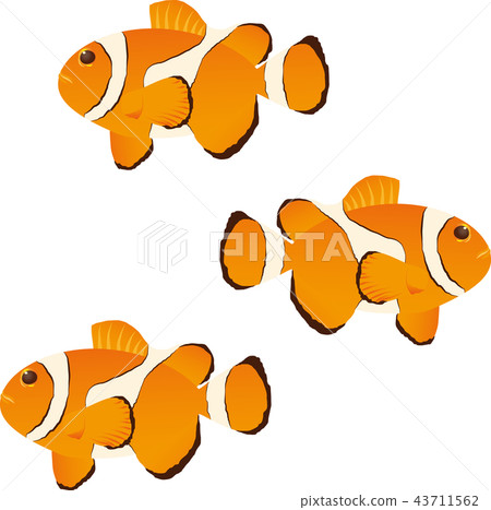 小丑anemonefish 43711562