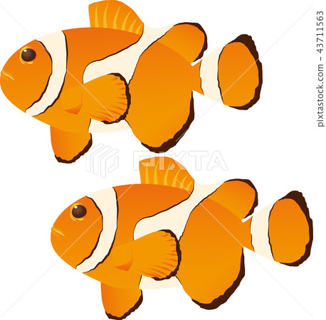 Clown anemonefish 43711563