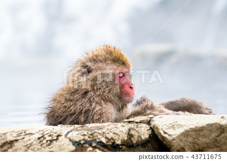Nagano Jigokudani Onsen Japanese monkey entering hot spring 43711675