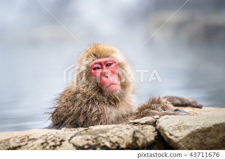 Nagano Jigokudani Onsen Japanese monkey entering hot spring 43711676