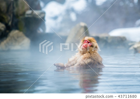 Nagano Jigokudani Onsen Japanese monkey entering hot spring 43711680