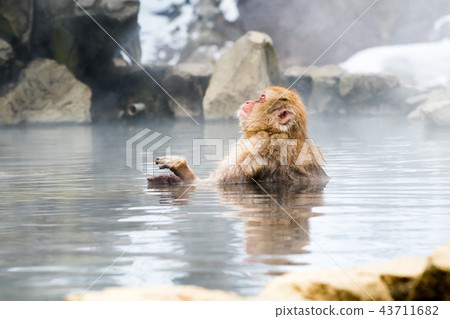 Nagano Jigokudani Onsen Japanese monkey entering hot spring 43711682