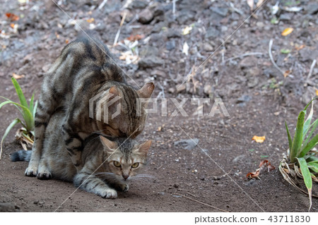 Cats mating close up 43711830
