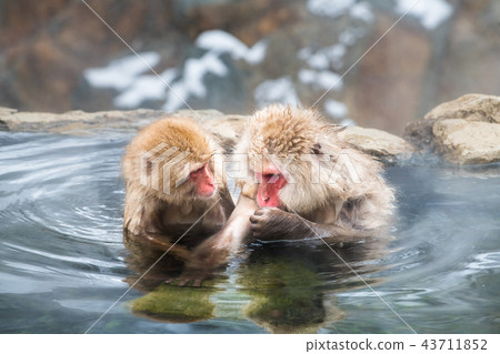 Nagano Jigokudani Onsen Japanese monkey entering hot spring 43711852