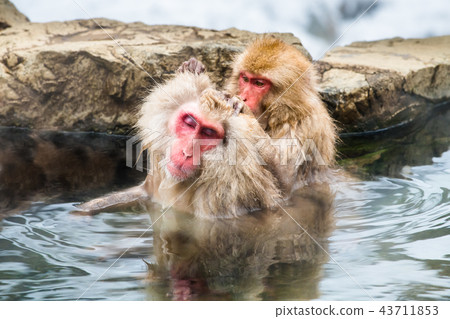 Nagano Jigokudani Onsen Japanese monkey entering hot spring 43711853