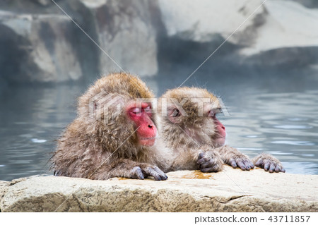 長野Jigokudani溫泉日本猴子進入溫泉 長野Jigokudani溫泉日本猴子進入溫泉 43711857