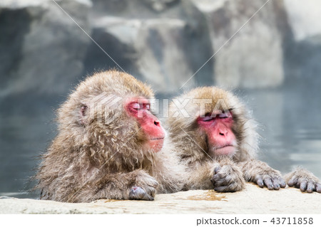 Nagano Jigokudani Onsen Japanese monkey entering hot spring 43711858