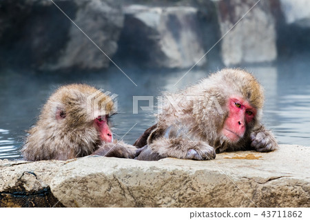 Nagano Jigokudani Onsen Japanese monkey entering hot spring 43711862
