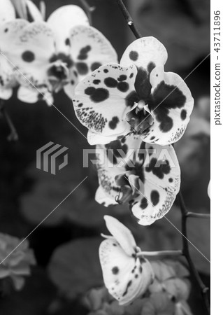 Orchid Black and white Photography Orchid Black and white Photography 43711896
