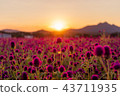 Yangzhou Nari Park sunset 43711935