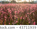 Yangzhou Nari Park Walking Out 43711939