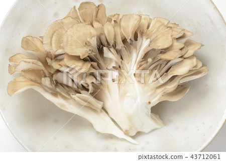 Maitake 43712061