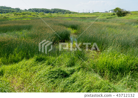 Omsalo原始花園沼澤地和長滿的草 Omsalo原始花園沼澤地和長滿的草 43712132