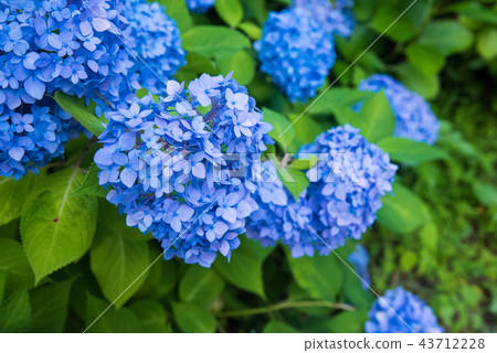 在雨季期間的明亮的藍色繡球花 43712228