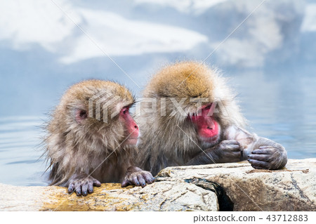 Nagano Jigokudani Onsen Japanese monkey entering hot spring 43712883