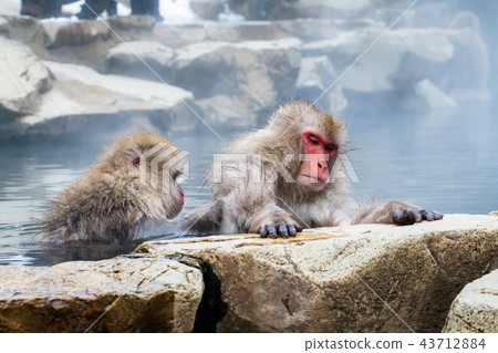 長野Jigokudani溫泉日本猴子進入溫泉 長野Jigokudani溫泉日本猴子進入溫泉 43712884