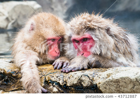 Nagano Jigokudani Onsen Japanese monkey entering hot spring 43712887