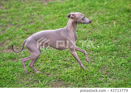 Leverette dog close-up 43713779