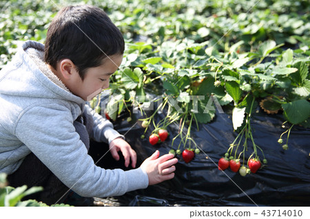 草莓採摘 草莓採摘 43714010