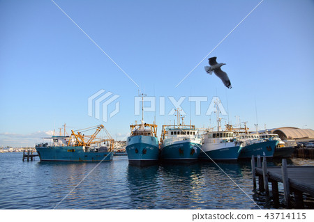 Harbor and ships and sea turtles Australia West Coast Fremantle 43714115