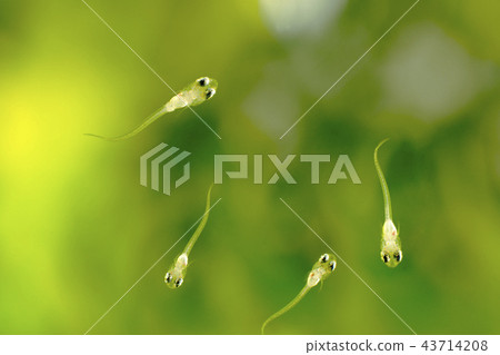 孵化後的青少年青蛙 43714208