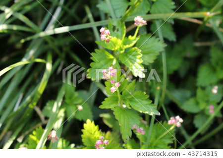 花斑點草 花斑點草 43714315