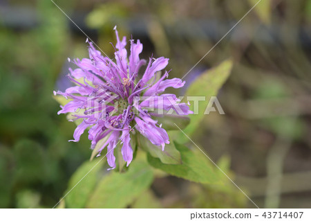 Bee balm Violacea 43714407