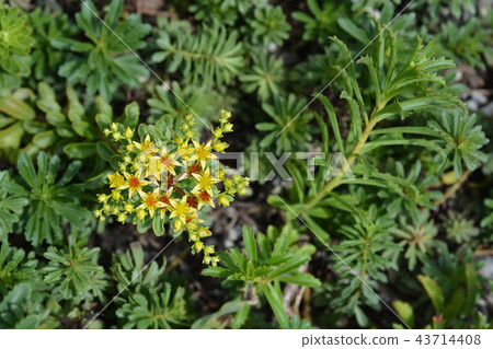 Orange Stonecrop 43714408
