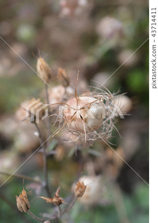 Love-in-a-mist 43714411