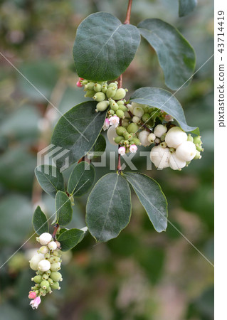 Coralberry Coralberry 43714419