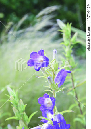 整潔的Tsuriganeso 43714479