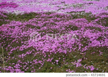 宇部市常磐公園 -  Shibakura 43714691