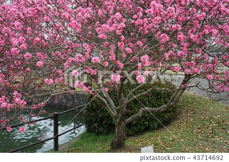 宇部市常磐公園 - 花坂 43714692