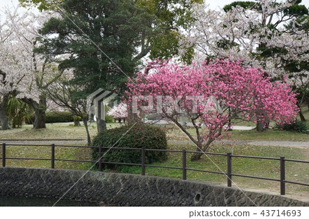 宇部市常磐公園 - 花見 宇部市常磐公園 - 花見 43714693