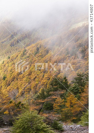 Takamine plateau to yellow leaves 43714807