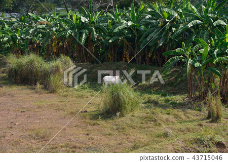Philippines Manila Philippines Manila 43715046