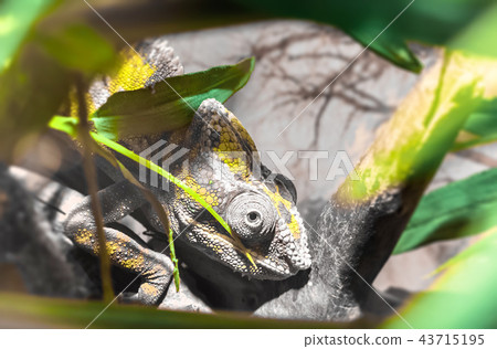 Chameleon Furcifer Pardalis Ambilobe 43715195