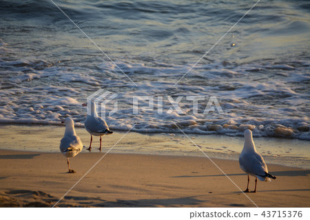 Seagull on the beach dyed to the sunset Australia West Coast Fremantle 43715376