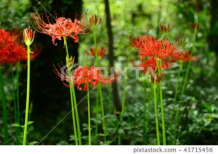 Higambuna Higambuna 43715456