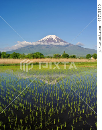 Oshino Fuji 43715590