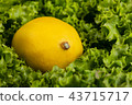 close up view of curvy lettuce leaves 43715717
