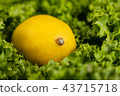 close up view of curvy lettuce leaves 43715718
