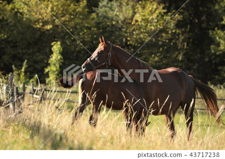 Mare in the pasture in the morning Mare in the pasture in the morning 43717238