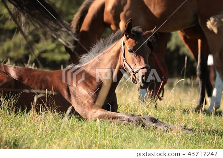 The foal rests on the pasture 43717242