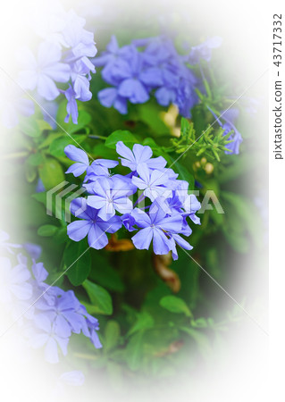 Ruri Matsuri Ruri Matsuri 43717332