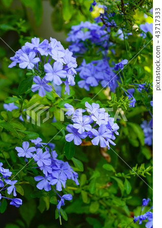 Ruri Matsuri 43717333