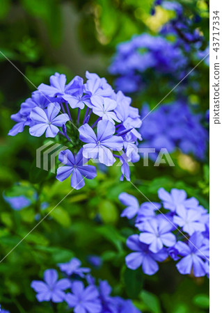 Ruri Matsuri 43717334